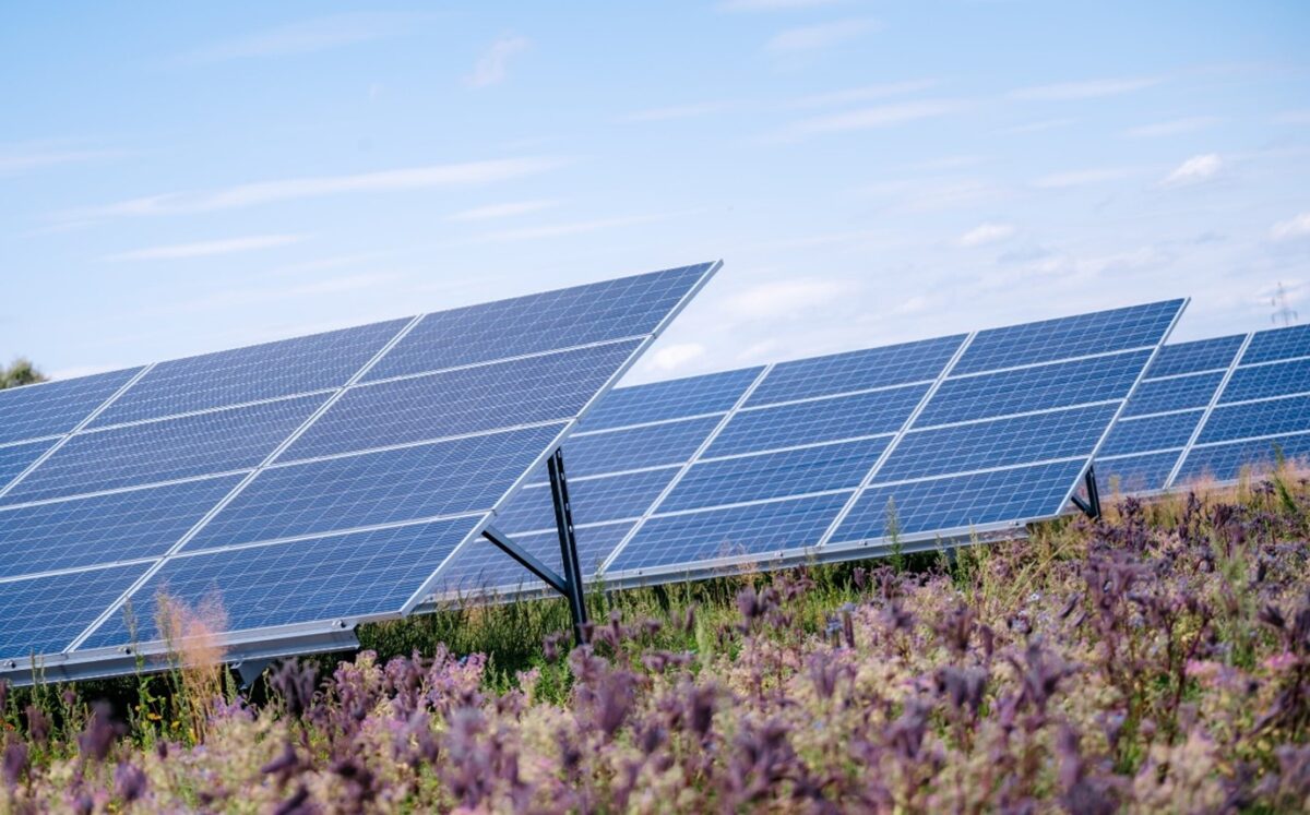 Polenergia i Uniwersytet Zielonogórski wspólnie wydały publikacje o bioróżnorodności farm fotowoltaicznych