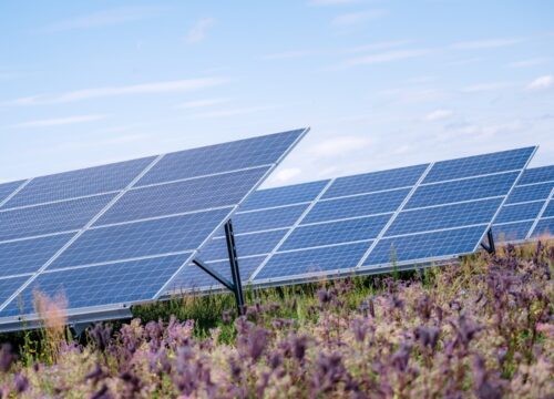 Polenergia i Uniwersytet Zielonogórski wspólnie wydały publikacje o bioróżnorodności farm fotowoltaicznych